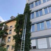 Kletterpflanzen - Bern 2019
